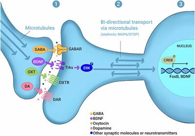 Experience-Regulated Neuronal Signaling in Maternal Behavior